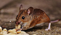 24 Hour & Emergency Exterminators in Wilmington, CA